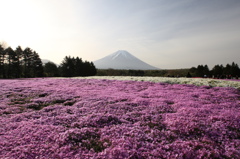 芝桜と富士山 その3