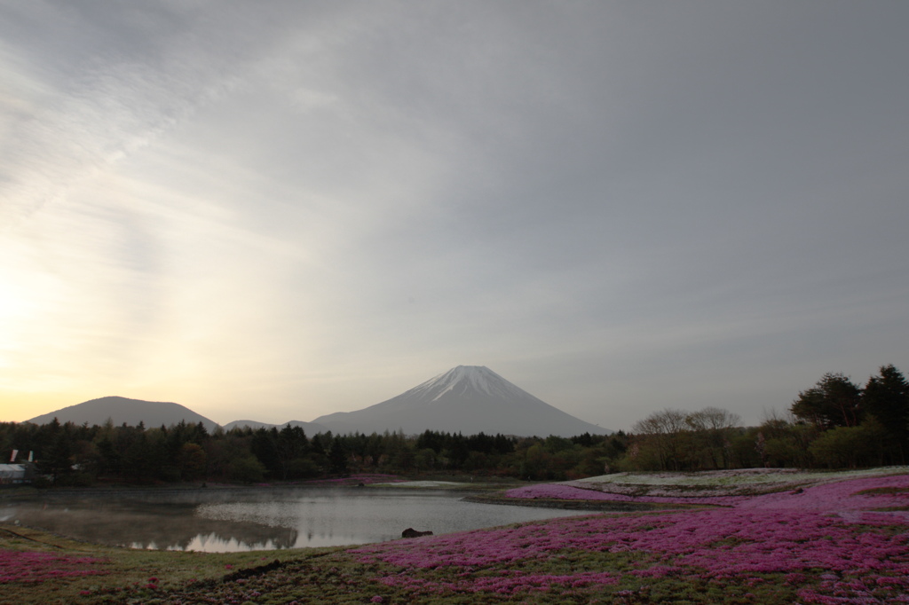 富士山と芝桜