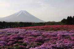 芝桜と富士山 その2