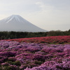 芝桜と富士山 その2