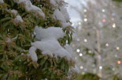 馬酔木と雪 2