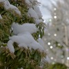 馬酔木と雪 2