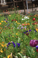 色とりどりの花