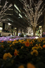 花とイルミネーション