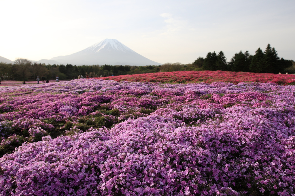芝桜と富士山
