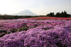 芝桜と富士山