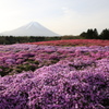 芝桜と富士山