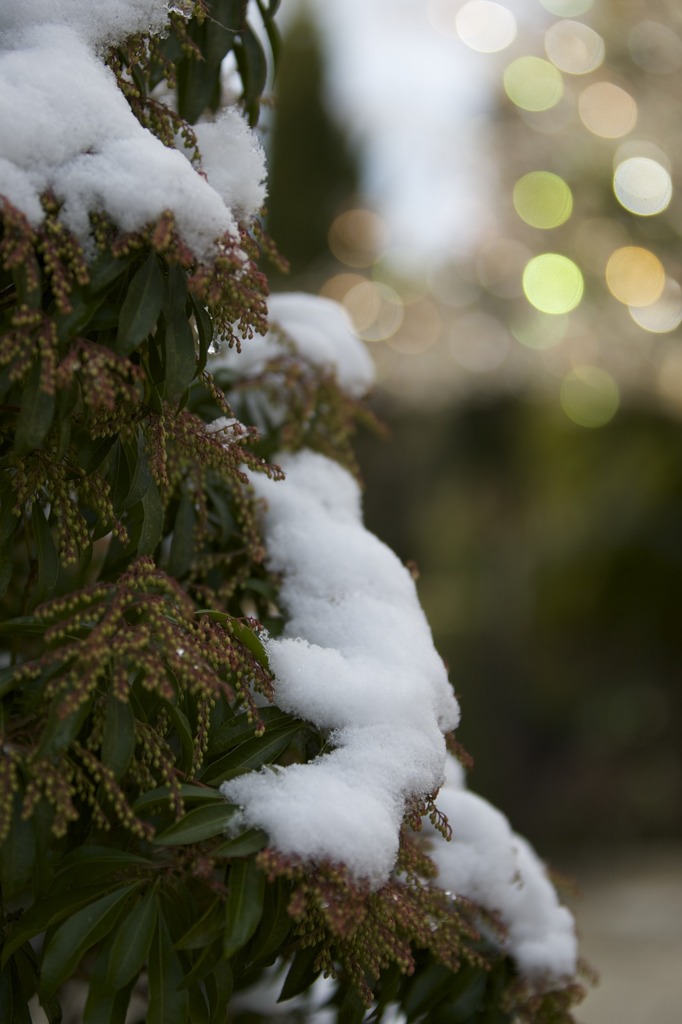 馬酔木と雪