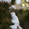 馬酔木と雪