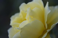 薔薇（黄色）