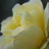 薔薇（黄色）