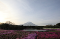 富士山と芝桜（別アングルで）