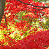 紅葉