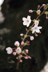 桜