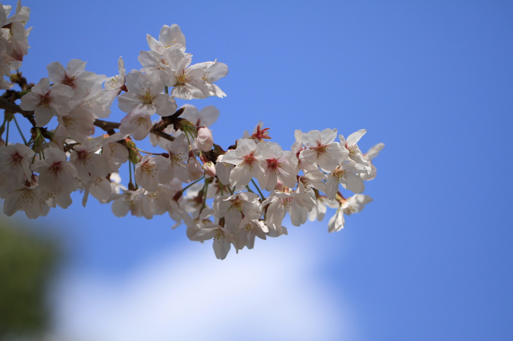 桜