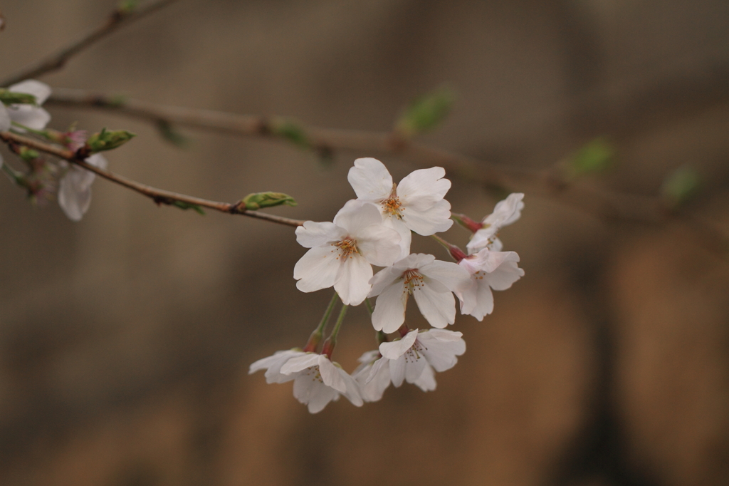 桜