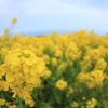 菜の花