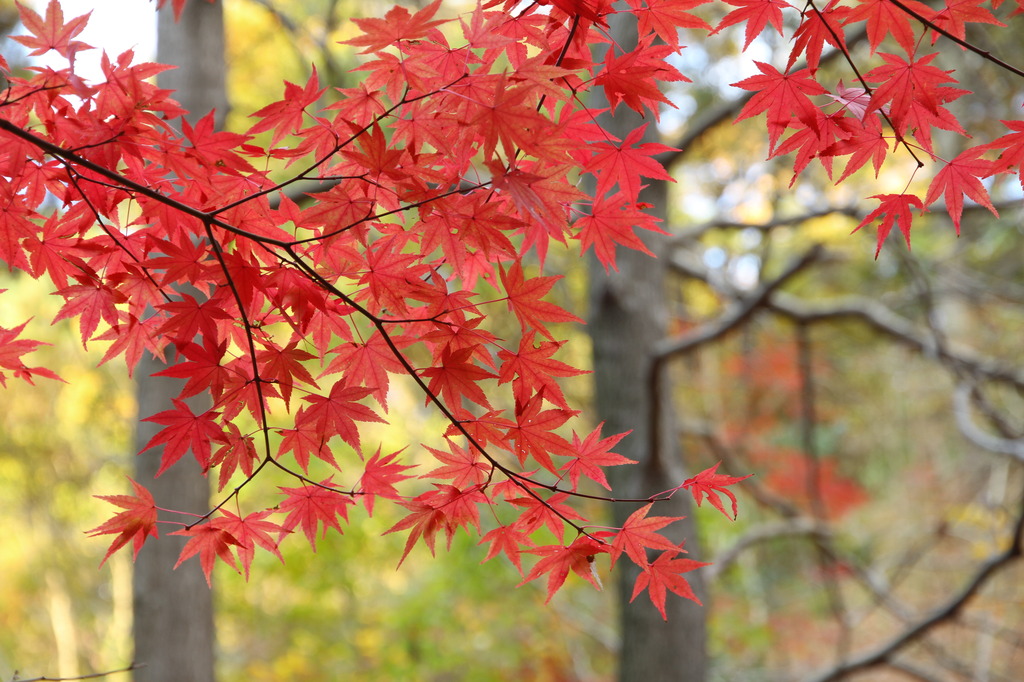 紅葉