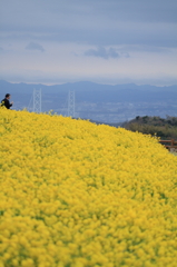 菜の花畑の向こう