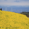 菜の花畑の向こう