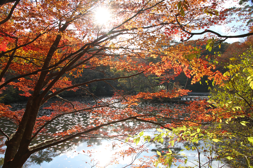 紅葉