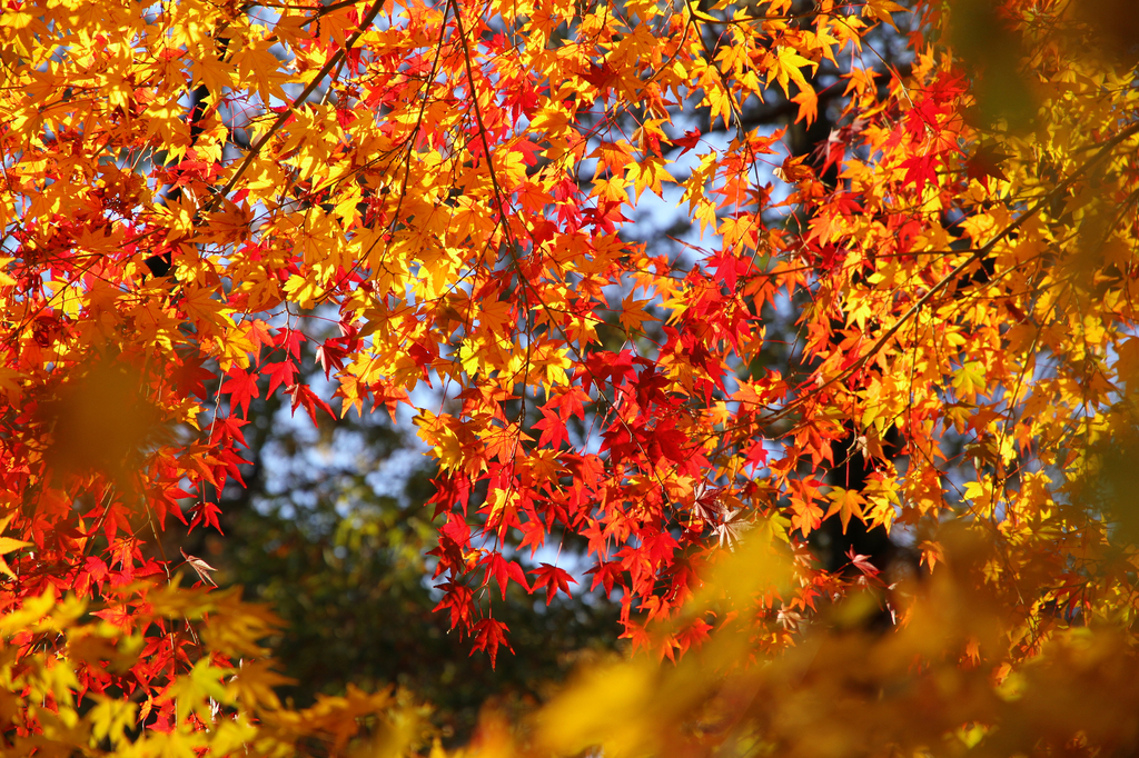 紅葉