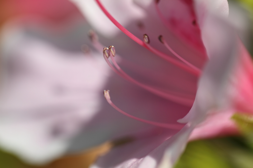 つつじ