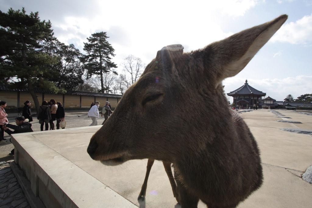 奈良　鹿さん