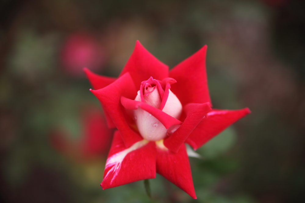 薔薇