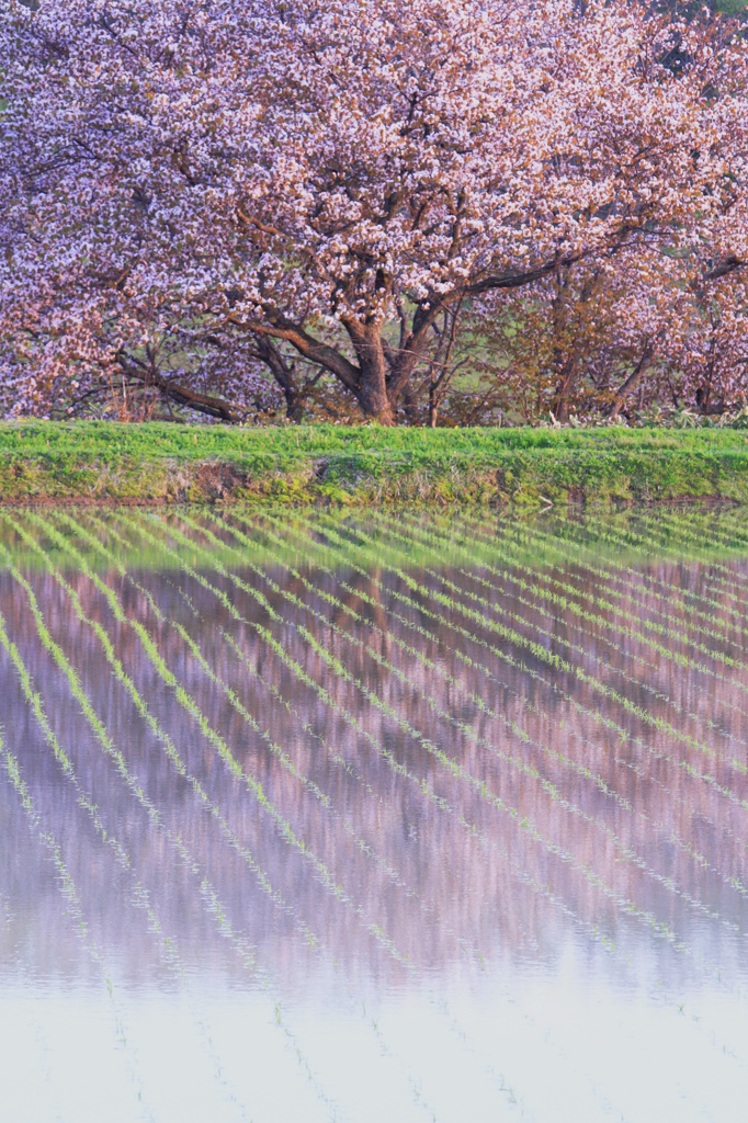 名残の桜