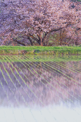 名残の桜