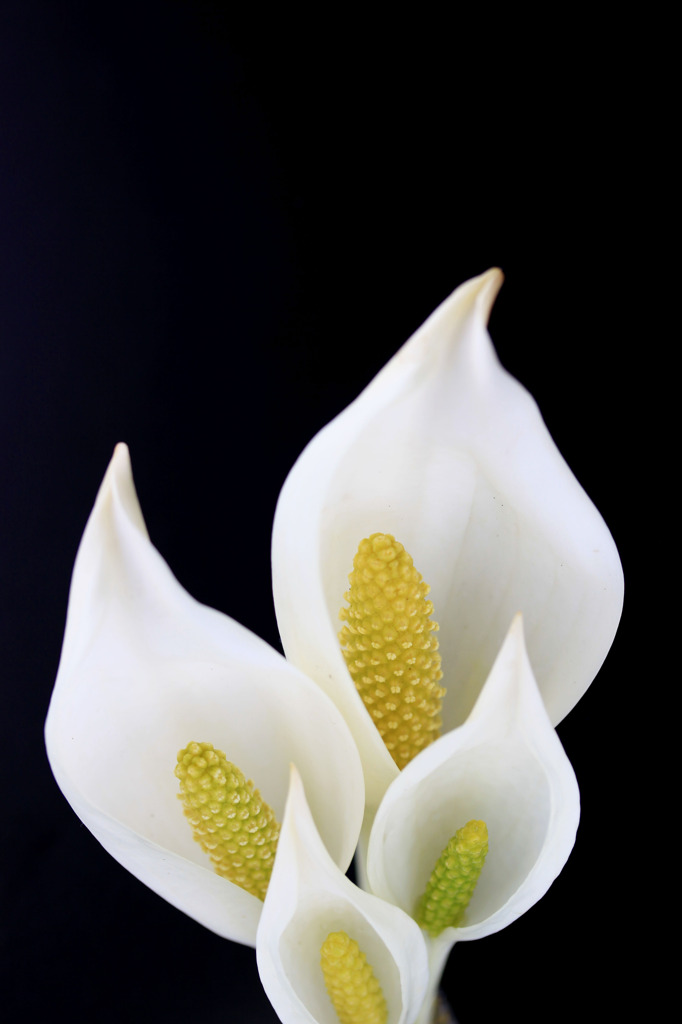 Lysichiton