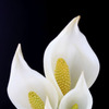 Lysichiton