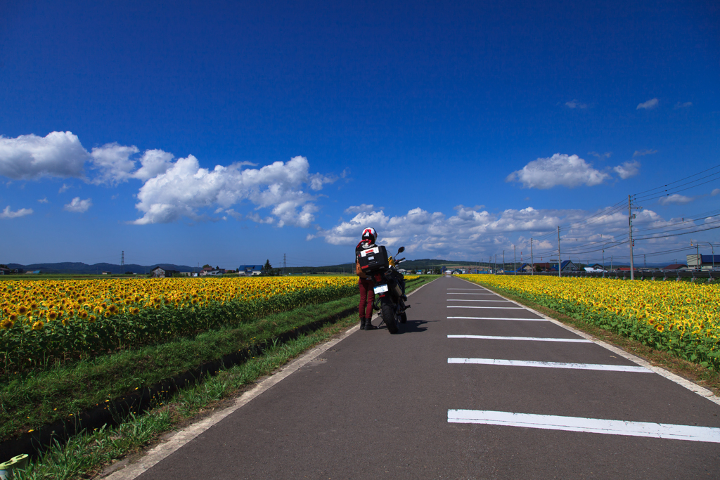 夏を追いかけて