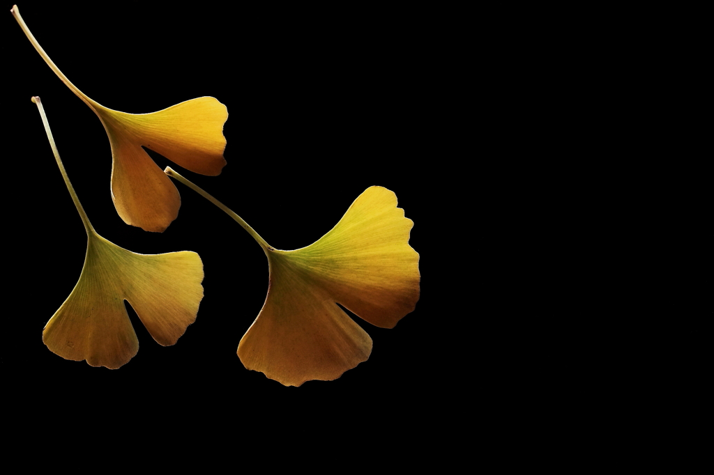 Yellow Leaves