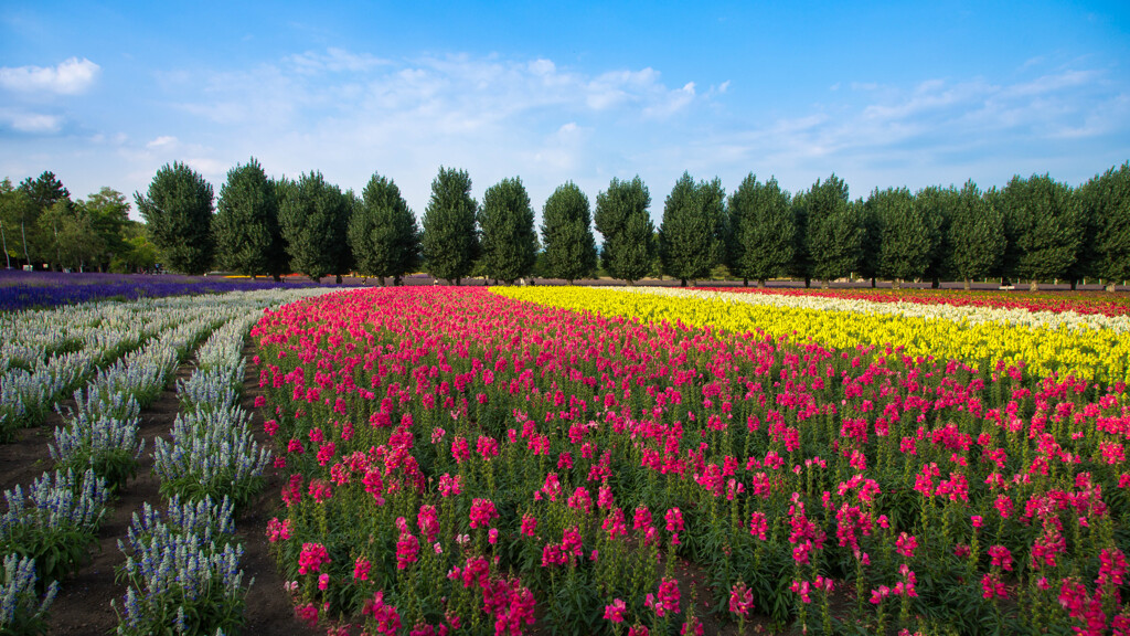 Farm tomita