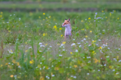 夕暮れせまる