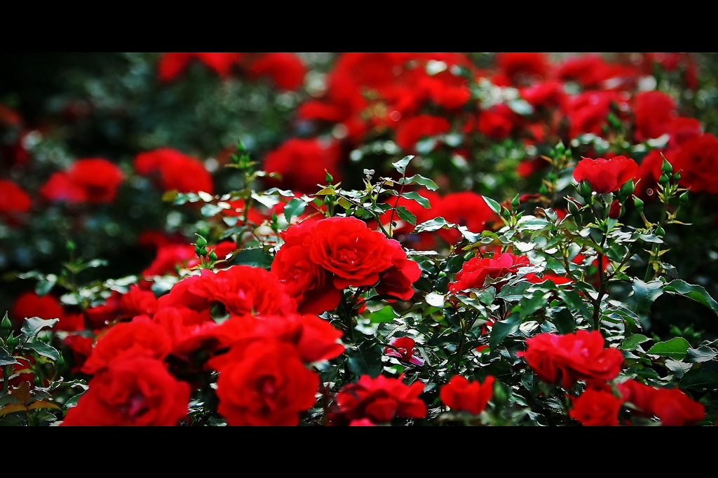 rose garden
