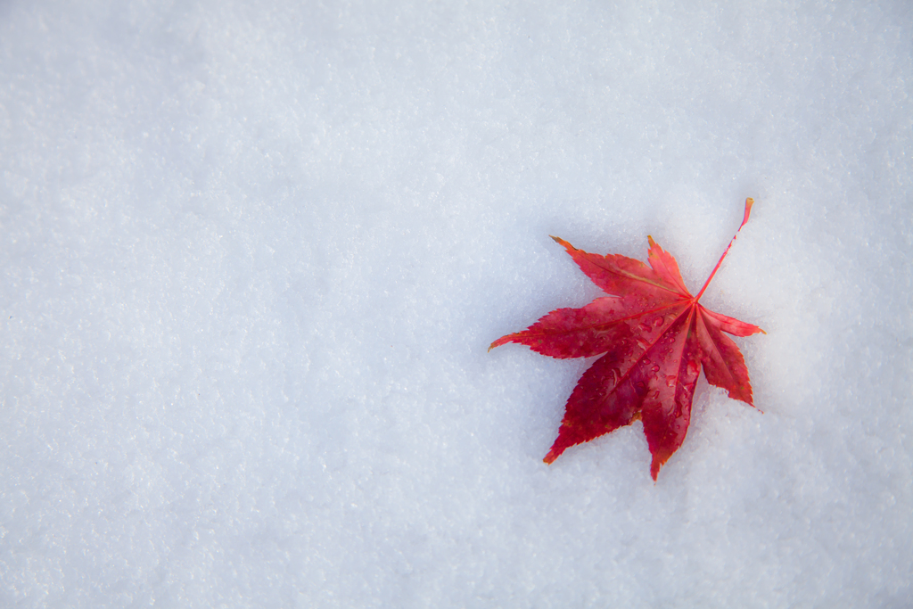 淡雪