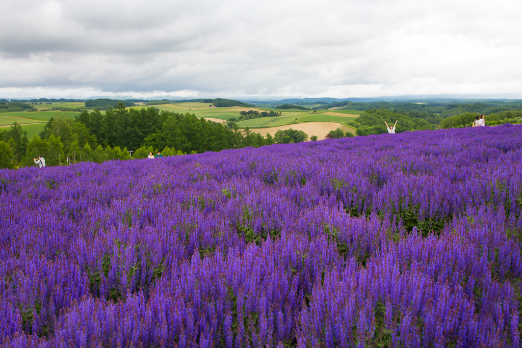 lavender color