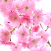 桜色