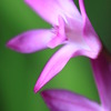 Dendrobium kingianum
