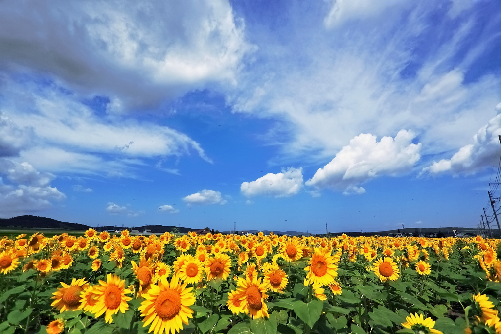 この夏　一番！