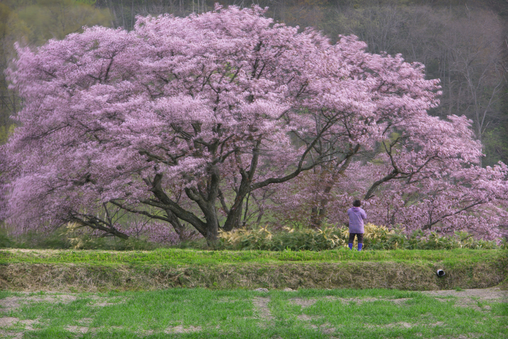 桜花