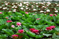 Water Lilies