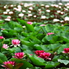 Water Lilies