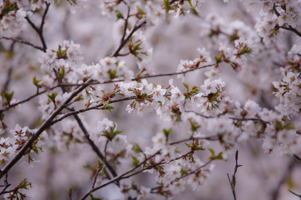 桜の森