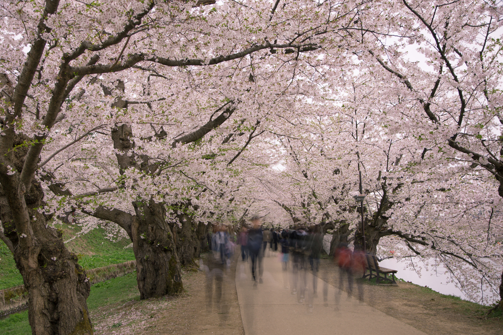 桜咲く道を