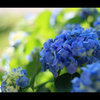 盛夏