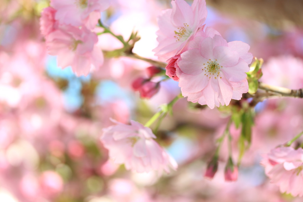 八重桜